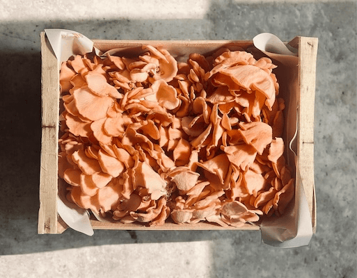 cagette de pleurotes roses